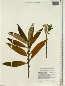 Salix canariensis C. Sm. ex Link, Африка (AFR) (Испания)