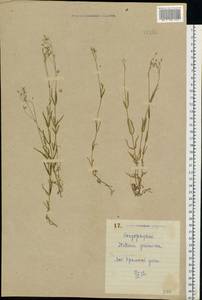 Звездчатка злаковая, Звездчатка злаковидная L., Восточная Европа, Северо-Украинский район (E11) (Украина)