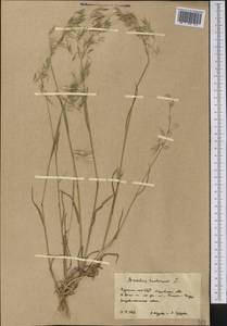 Костер кровельный L., Средняя Азия и Казахстан, Каракумы (M6) (Туркмения)