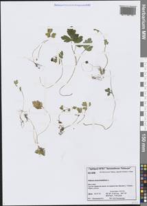 Адокса мускусная L., Сибирь, Центральная Сибирь (S3) (Россия)