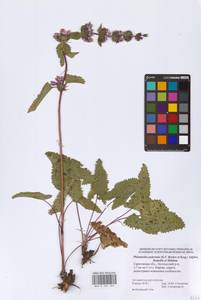Phlomoides puberula (Krylov & Serg.) Adylov, Kamelin & Makhm., Восточная Европа, Нижневолжский район (E9) (Россия)