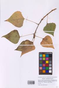 Populus × canadensis Moench, Восточная Европа, Московская область и Москва (E4a) (Россия)