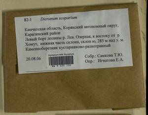 Dicranum scoparium Hedw., Гербарий мохообразных, Мхи - Чукотка и Камчатка (B21) (Россия)