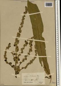 Verbascum songaricum subsp. songaricum, Зарубежная Азия (ASIA) (Иран)