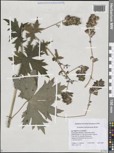Aconitum lycoctonum subsp. lasiostomum (Rchb.) Warncke, Восточная Европа, Центральный район (E4) (Россия)