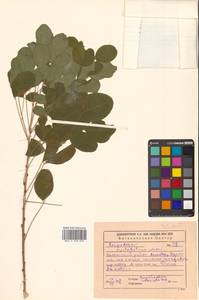 Леспедеца двуцветная Turcz., Сибирь, Дальний Восток (S6) (Россия)