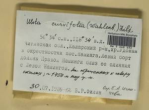 Ulota curvifolia (Wahlenb.) Sw., Гербарий мохообразных, Мхи - Прибайкалье и Забайкалье (B18) (Россия)
