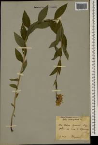 Кемуляриелла кавказская (Willd.) Tamamsch., Кавказ, Южная Осетия (K4b) (Южная Осетия)