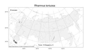 Rhamnus tortuosa, Жестер извилистый Sommier & Levier, Атлас флоры России (FLORUS) (Россия)