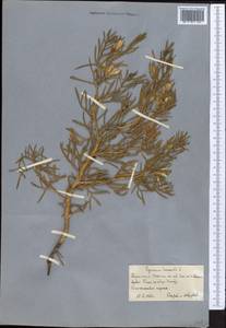 Гармала обыкновенная L., Средняя Азия и Казахстан, Каракумы (M6) (Туркмения)