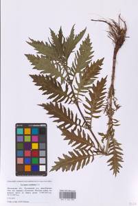 Зюзник высокий L.fil., Восточная Европа, Московская область и Москва (E4a) (Россия)