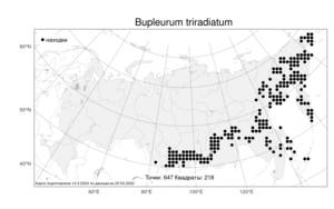 Bupleurum triradiatum, Володушка трехлучевая Adams ex Hoffm., Атлас флоры России (FLORUS) (Россия)