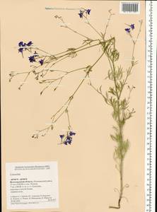 Живокость, Восточная Европа, Нижневолжский район (E9) (Россия)