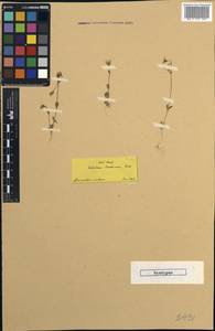 Holosteum umbellatum subsp. tenerrimum (Boiss.) Greuter & Burdet, Зарубежная Азия (ASIA) (Турция)