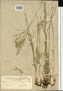 Костер береговой Rehmann, Восточная Европа, Нижневолжский район (E9) (Россия)