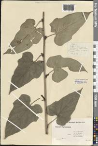 Ежевика, Зарубежная Азия (ASIA) (КНР)