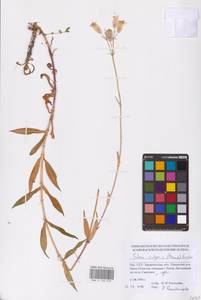 Смолевка обыкновенная, Хлопушка (Moench) Garcke, Восточная Европа, Западно-Украинский район (E13) (Украина)