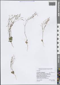 Caryophyllaceae, Зарубежная Азия (ASIA) (Йемен)
