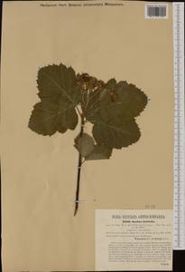 Karpatiosorbus latifolia (Lam.) Sennikov & Kurtto, Ботанические сады и дендрарии (GARD) (Австрия)