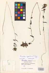 MHA 0 162 075, Rhinanthus serotinus var. vernalis (N. W. Zinger) Janch., Восточная Европа, Центральный район (E4) (Россия)