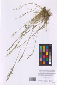 Мятлик обыкновенный L., Восточная Европа, Московская область и Москва (E4a) (Россия)