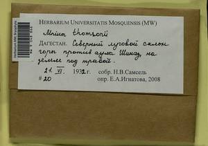 Mnium thomsonii Schimp., Гербарий мохообразных, Мхи - Северный Кавказ и Предкавказье (B12) (Россия)