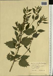 Щетинохвост шандровый (L.) Ehrh. ex Rchb., Восточная Европа, Западный район (E3) (Россия)