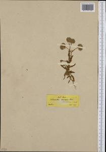 Valerianella hirsutissima Link, Западная Европа (EUR) (Греция)