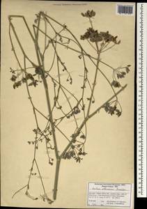 Ferula elbursensis (Mozaff.) Spalik & S.R.Downie, Зарубежная Азия (ASIA) (Иран)