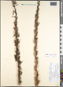 Oenothera villosa subsp. villosa, Восточная Европа, Нижневолжский район (E9) (Россия)