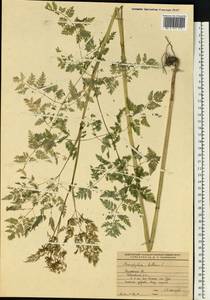 Бутень клубненосный L., Восточная Европа, Центральный район (E4) (Россия)