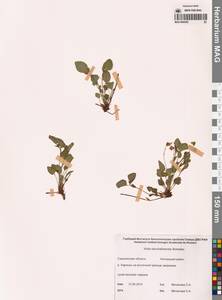 Фиалка сахалинская H.Boissieu, Сибирь, Дальний Восток (S6) (Россия)