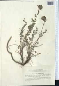 Astragalus jolderensis B. Fedtsch., Средняя Азия и Казахстан, Копетдаг, Бадхыз, Малый и Большой Балхан (M1) (Туркмения)