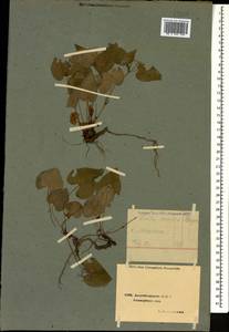 Фиалка Зиге W. Becker, Кавказ, Азербайджан (K6) (Азербайджан)