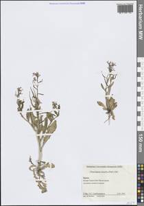 Хориспора нежная, Хориспора тоненькая (Pall.) DC., Крым (KRYM) (Россия)