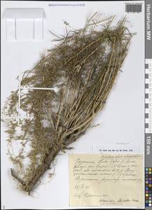 Полынь песчаная DC., Средняя Азия и Казахстан, Муюнкумы, Прибалхашье и Бетпак-Дала (M9) (Казахстан)