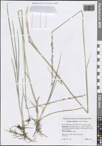 Волоснец китайская (Trin.) Tzvelev, Сибирь, Прибайкалье и Забайкалье (S4) (Россия)