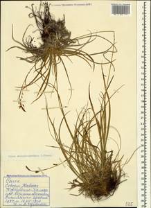 Осока печальная M.Bieb., Кавказ, Ставропольский край, Карачаево-Черкесия, Кабардино-Балкария (K1b) (Россия)