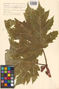 Борщевик Мантегацци Sommier & Levier, Восточная Европа, Московская область и Москва (E4a) (Россия)