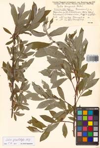 Ива кангинская Nakai, Сибирь, Дальний Восток (S6) (Россия)