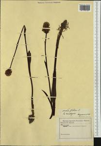 Траунштейнера шаровидная (L.) Rchb., Западная Европа (EUR) (Неизвестно)