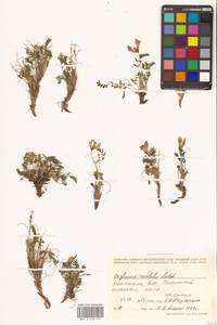 Остролодочник завернутый Ledeb., Сибирь, Чукотка и Камчатка (S7) (Россия)