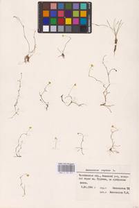 Лютик распростертый, Лютик стелющийся L., Восточная Европа, Восточный район (E10) (Россия)