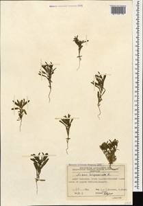 Аизоантемум испанский (L.) Hartmann, Кавказ, Азербайджан (K6) (Азербайджан)