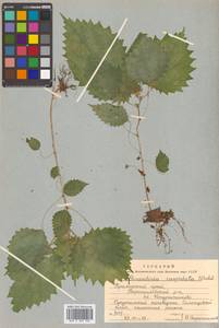Laportea cuspidata (Wedd.) Friis, Сибирь, Дальний Восток (S6) (Россия)
