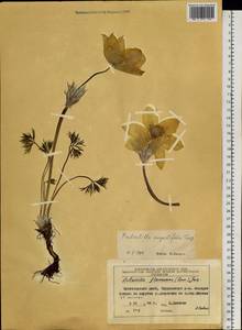 Прострел желтеющий (Zucc.) Zāmelis, Сибирь, Центральная Сибирь (S3) (Россия)