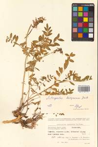 Астрагал Тугаринова Basil., Сибирь, Чукотка и Камчатка (S7) (Россия)