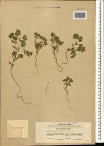 Молочай серповидный L., Кавказ, Ставропольский край, Карачаево-Черкесия, Кабардино-Балкария (K1b) (Россия)