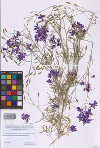 Delphinium consolida subsp. consolida, Восточная Европа, Московская область и Москва (E4a) (Россия)