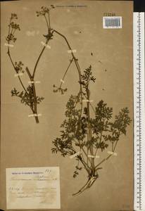 Златогоричник морозниковый (L.) Schur, Восточная Европа, Южно-Украинский район (E12) (Украина)